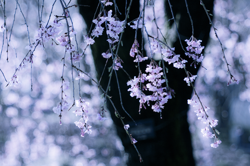 幸せな朝　　（八重紅枝垂桜）
