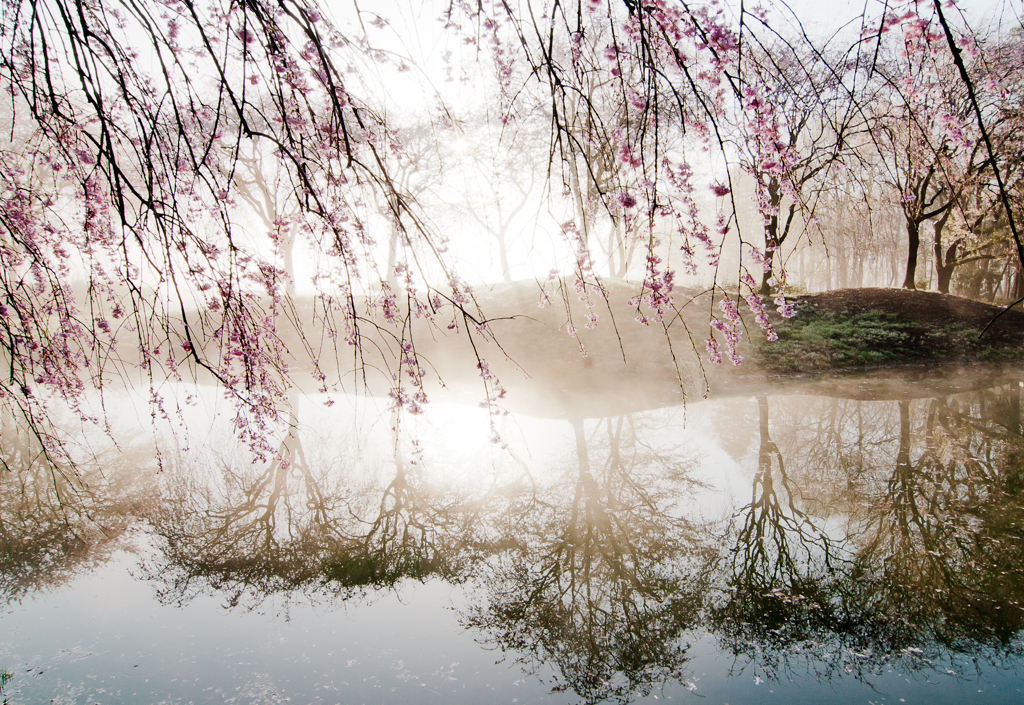 光溢れて　（八重紅枝垂桜）