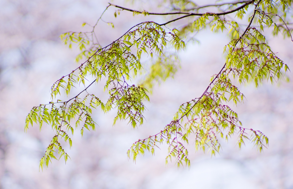 芽生え -其の二-