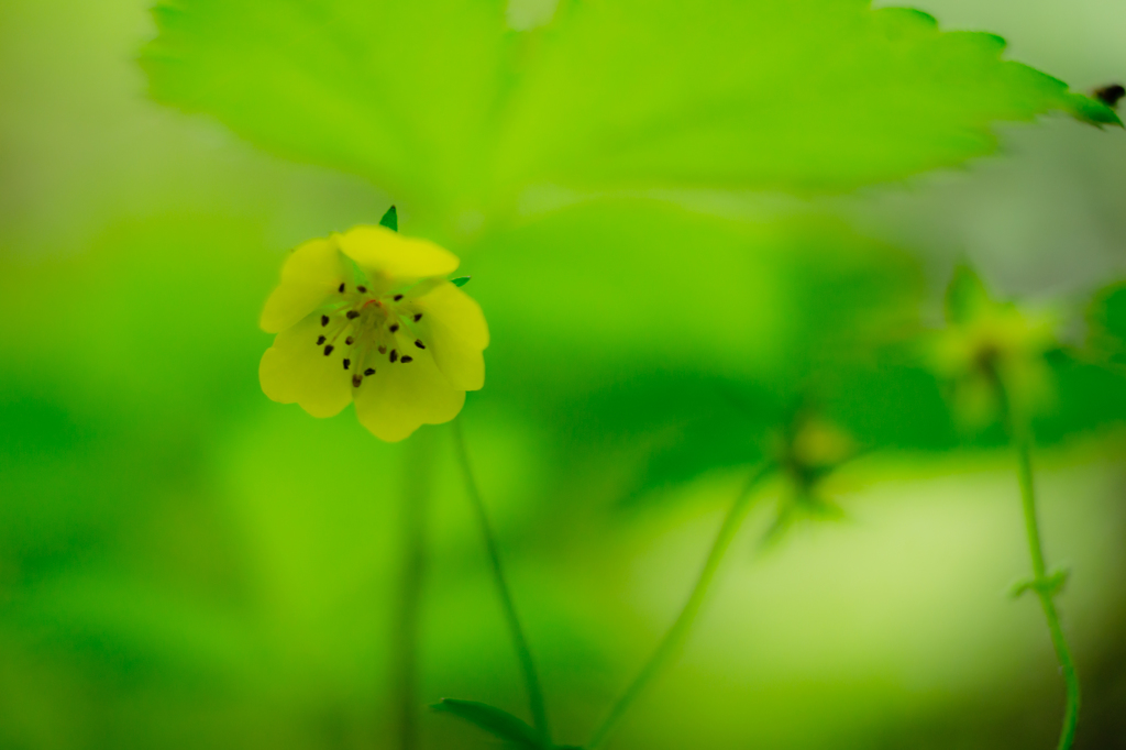 　YELLOW FAIRY