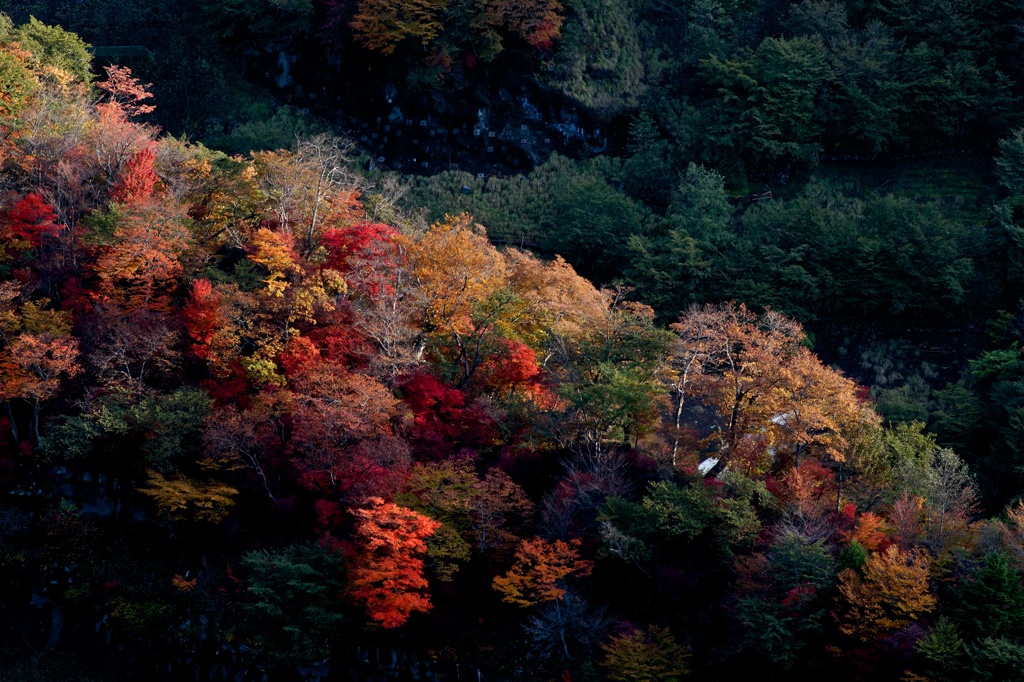 　紅模様