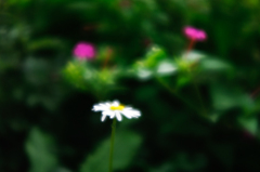 秋 想