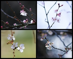 sakura咲く 3