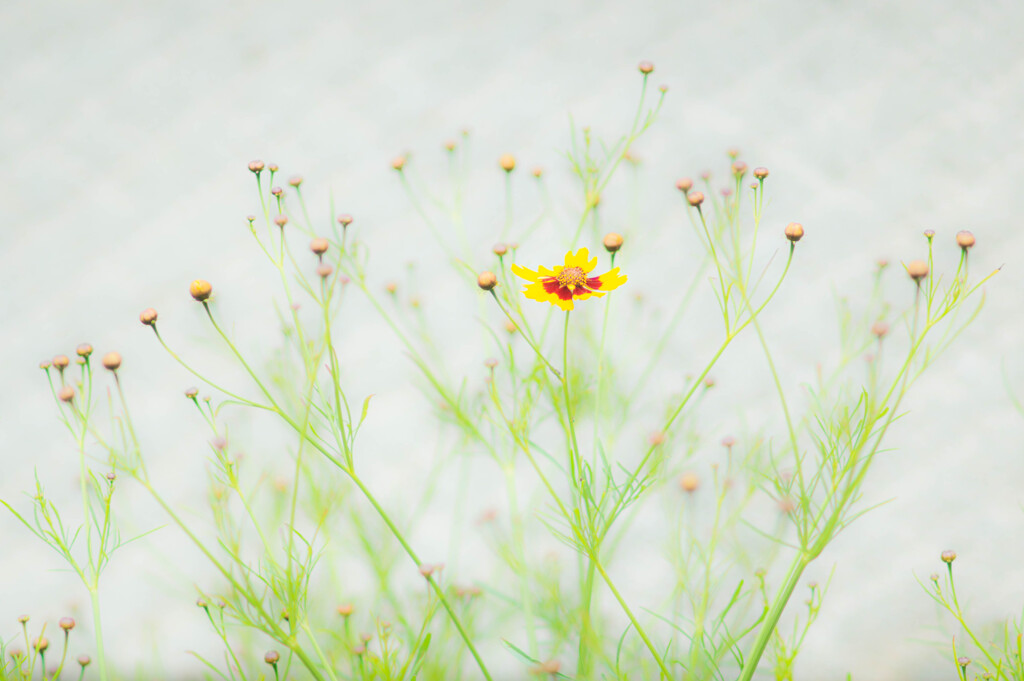 花いちりん
