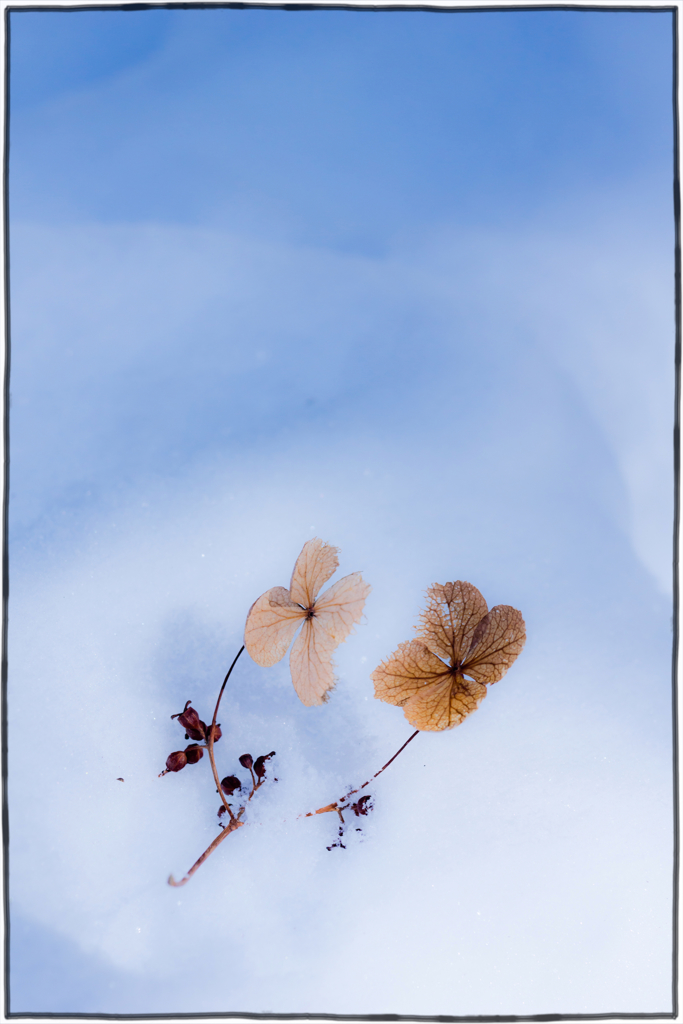 Snowy Lullaby