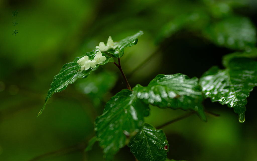 花散らす