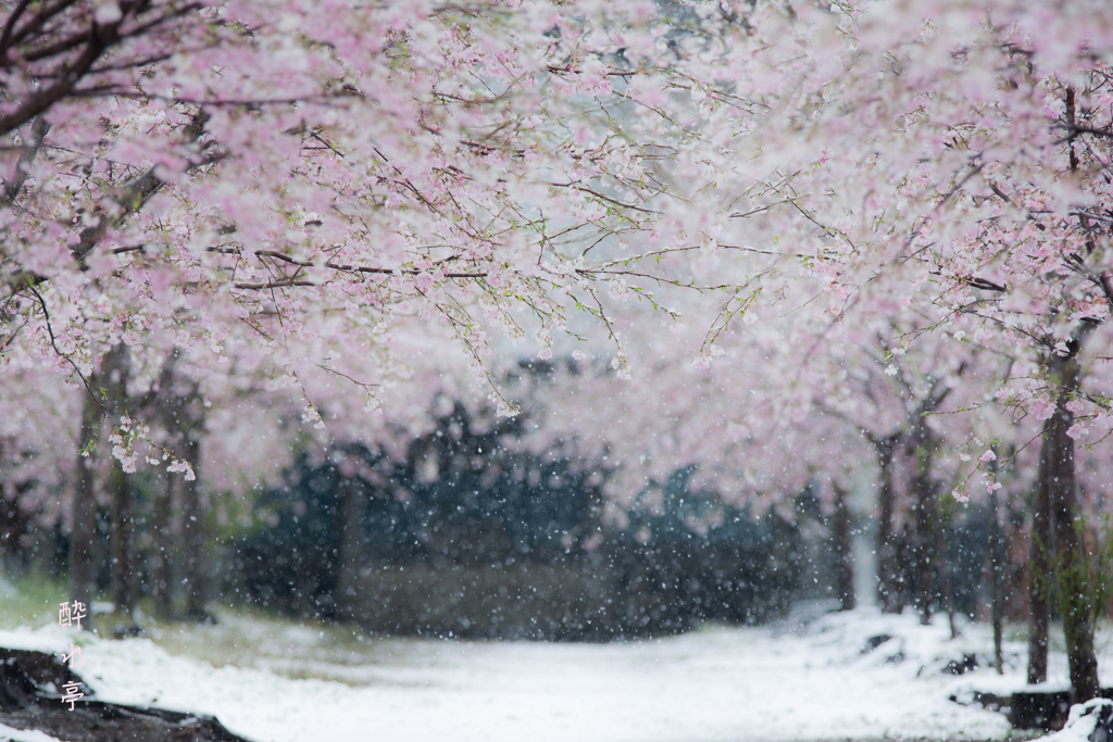 雪華舞（はなゆきのまい）