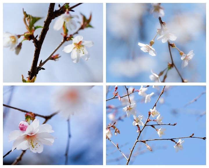 sakura咲く ７