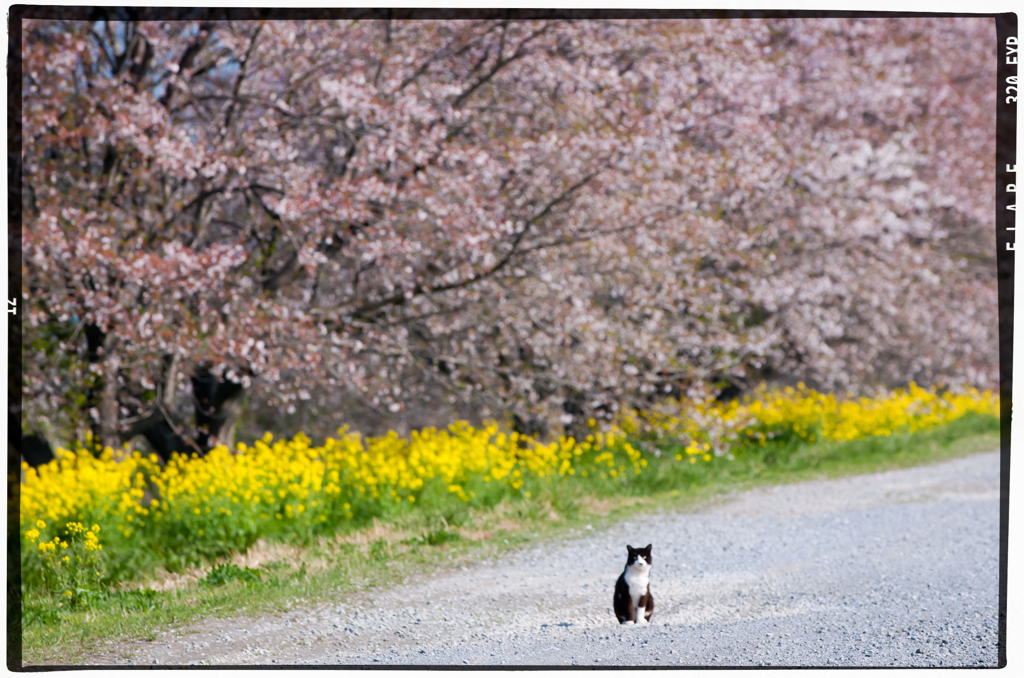 桜 守