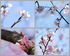 sakura咲く 6
