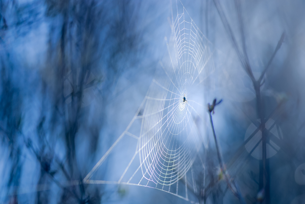 　BLUE MORNING