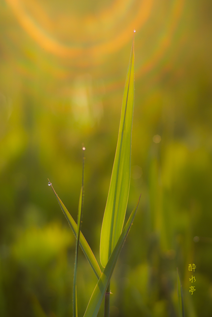 Tenderly Morning