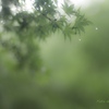 雫 音
