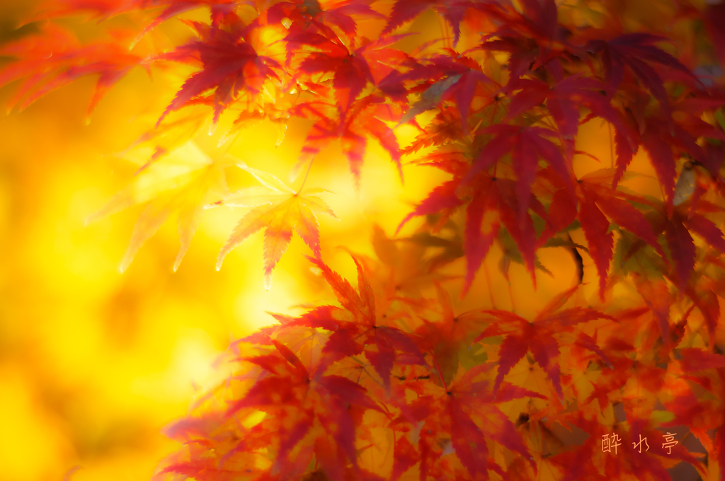 紅燃ゆる