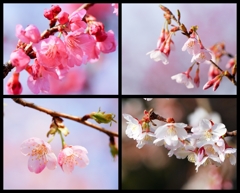sakura咲く 2