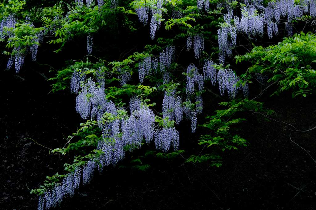 蒼の旋律 By 酔水亭 Id 写真共有サイト Photohito