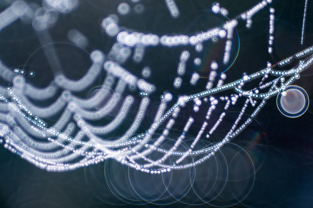 SPIDER'S JEWELRY 2