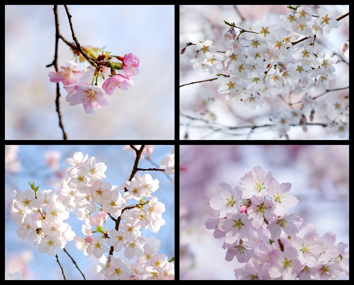 sakura咲く ９