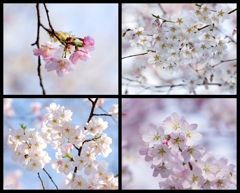 sakura咲く ９