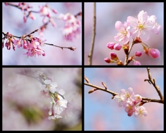 sakura咲く 4