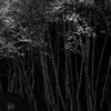 青葉輝く(2)