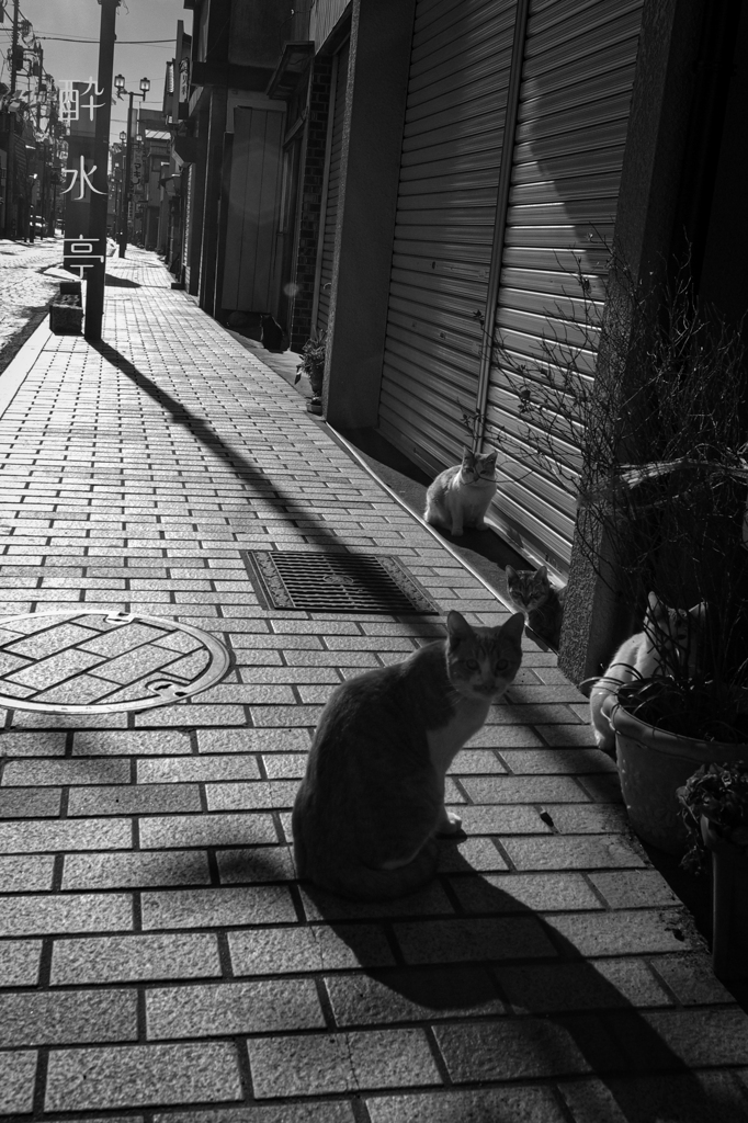 猫たちの午後