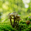 　Lullaby of Autumn