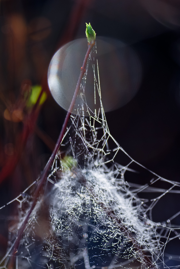 　SPIDER TOWER