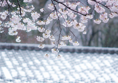  春の淡雪