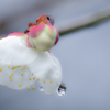 露かざり
