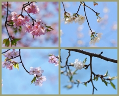 sakura咲く ８