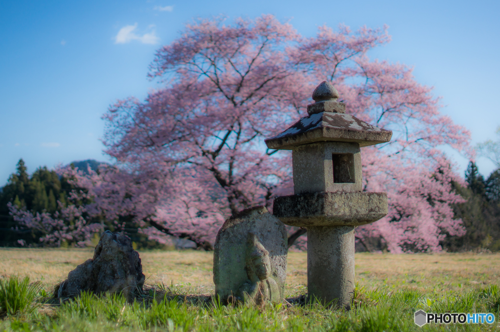 うたたね　〜観音桜・其の二〜