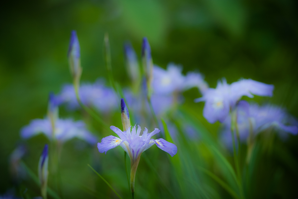 花 憐（カレン）