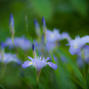 花 憐（カレン）