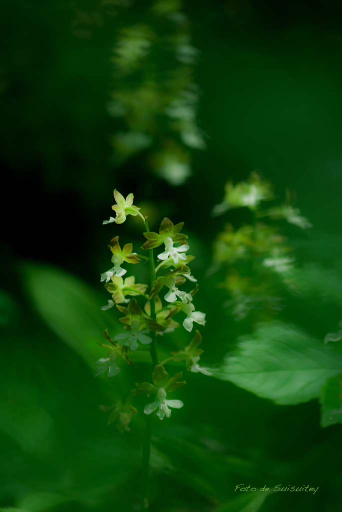 静 花