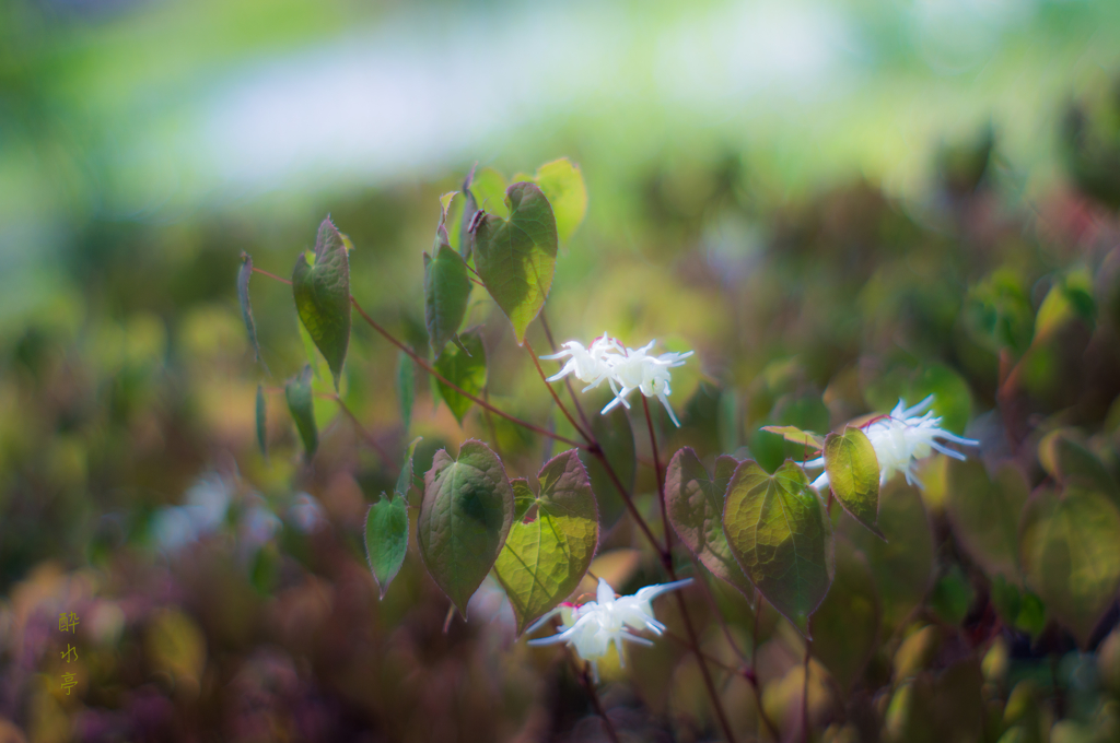 妖精たちの宴 By 酔水亭 Id 写真共有サイト Photohito