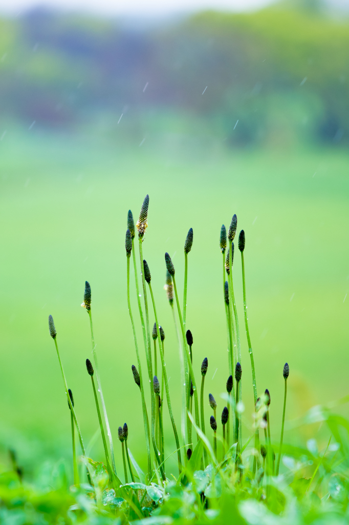 Rain Dance