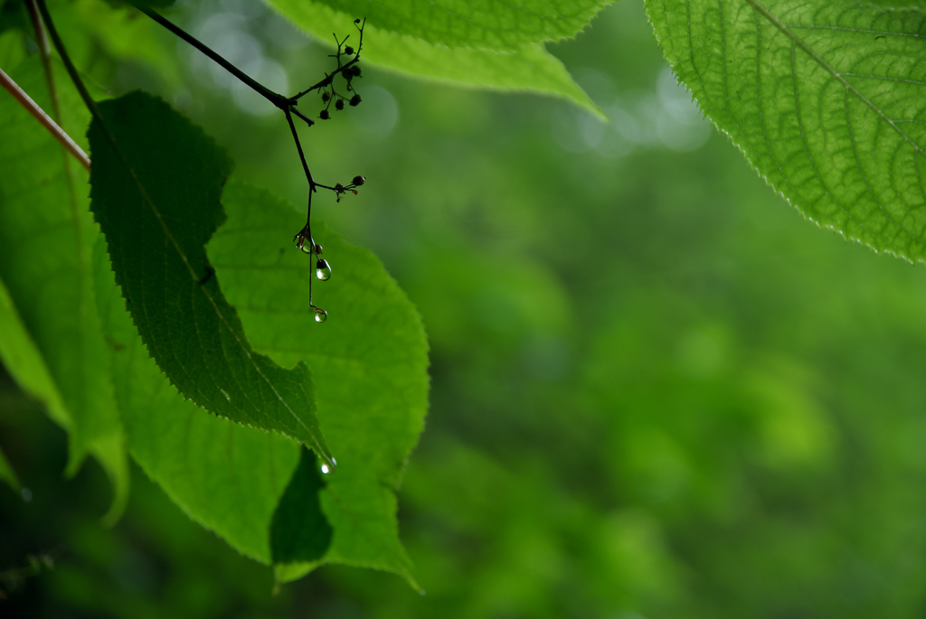 豊潤の雫