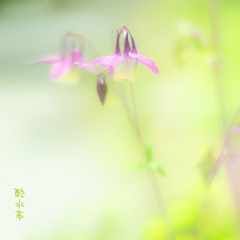 面影色の君