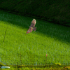 田守 （TAMORI）