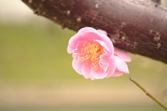 ...pink