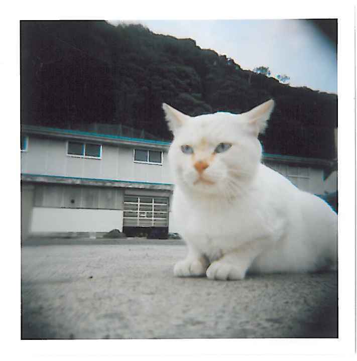 白猫Holga