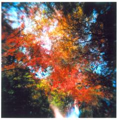 紅葉Holga