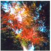 紅葉Holga