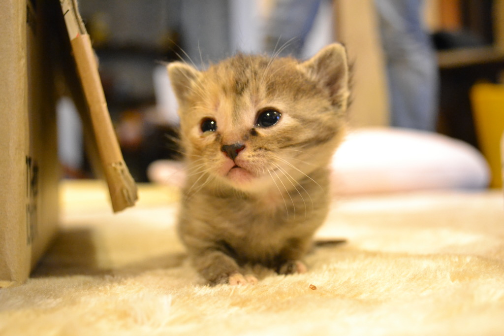 子猫