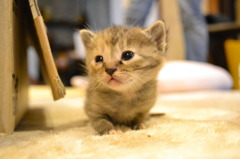 子猫