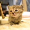 子猫