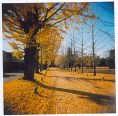 いちょう並木Ｈｏｌｇａ