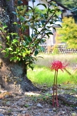 ﾁﾋﾞ彼岸花