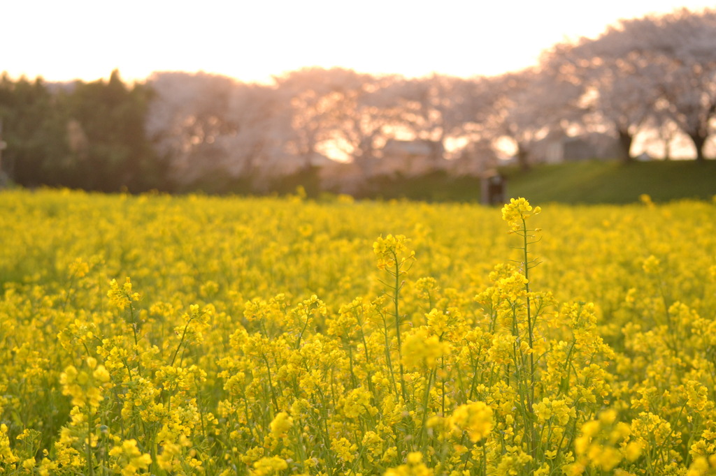 桜と夕日と菜の花